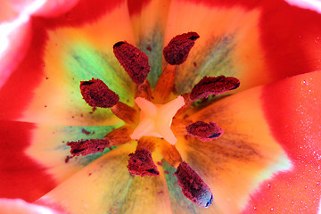 Image showing close-up view in red tulips