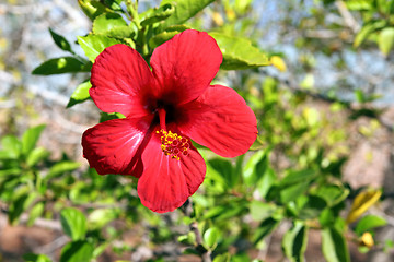 Image showing red tropical flower