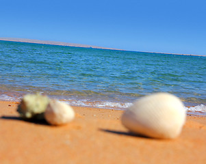 Image showing defocused seashells on beach