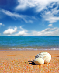 Image showing view on seashells on beach