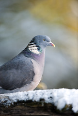 Image showing Wood Pigeon (Columba palumbus)