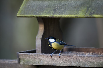 Image showing Great Tit (Parus major)