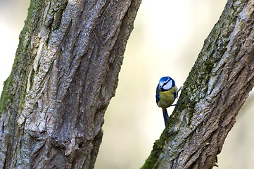 Image showing Blue Tit (Parus caeruleus)