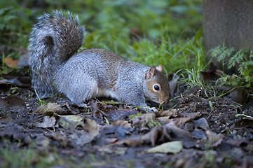 Image showing Grey Squirrel (Sciurus carolinensis)