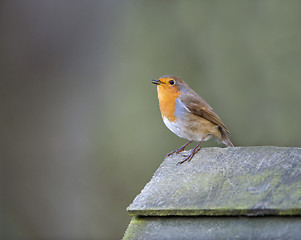 Image showing Robin (Erithacus rubecula)