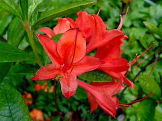 Image showing Red lily flower