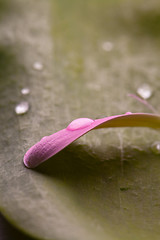 Image showing Pink daisy petal