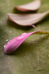 Image showing Pink daisy petals
