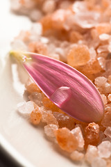 Image showing Pink daisy petal