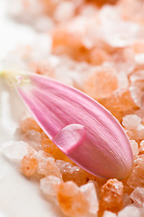 Image showing Pink daisy petal