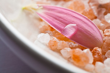 Image showing Pink daisy petal