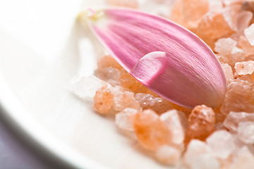 Image showing Pink daisy petal