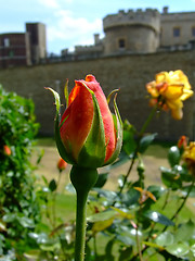 Image showing Red rosebud