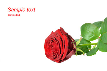 Image showing Red rose isolated on white