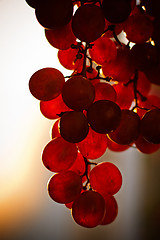 Image showing Grape fruit bunch at sunset