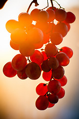 Image showing Grape fruit bunch at sunset