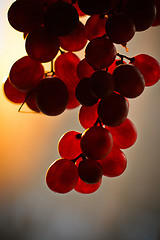 Image showing Grape fruit bunch at sunset