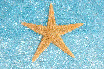 Image showing Sea star