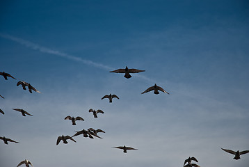 Image showing Flying pigeons