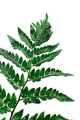 Image showing Fern leaf 