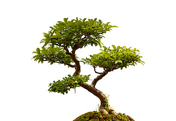 Image showing Bonsai plant