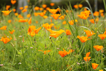 Image showing California poppies