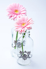 Image showing Gerbera flowers