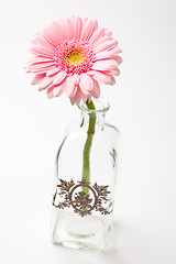 Image showing Gerbera flower