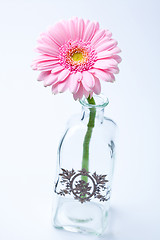 Image showing Gerbera flower