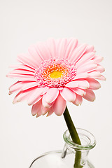 Image showing Gerbera flower