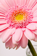 Image showing Gerbera flower