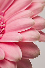 Image showing Gerbera flower