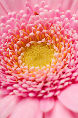 Image showing Gerbera flower