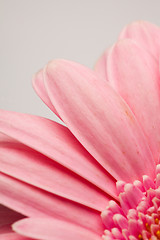 Image showing Gerbera flower