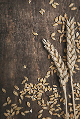 Image showing Wheat ears