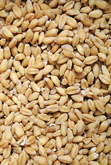 Image showing Wheat