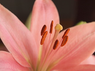 Image showing Pink Lily