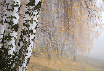 Image showing misty birch grove