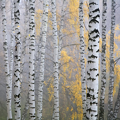 Image showing birch forest