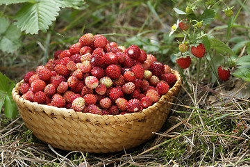 Image showing wild strawberries