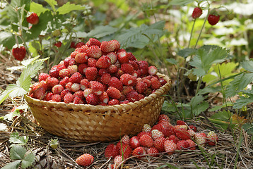 Image showing wild strawberries