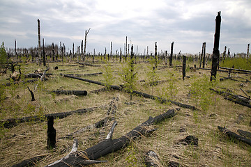 Image showing Burnt forest