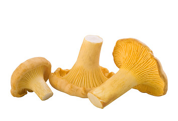 Image showing chanterelle mushrooms