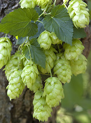 Image showing hop cones