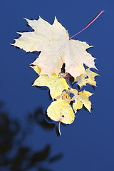 Image showing autumn leaves