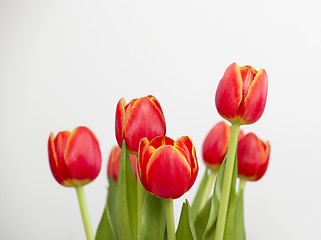 Image showing Orange Tulips