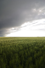 Image showing Wheat Field