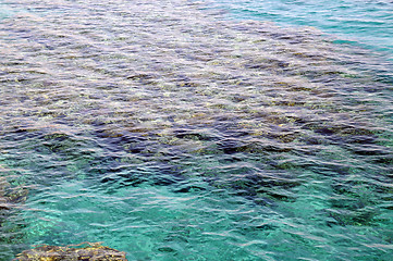 Image showing Reef in the Red Sea in Israel