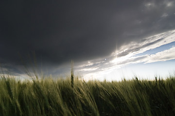 Image showing Wheat Field