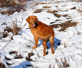 Image showing Dog outdoor at snow